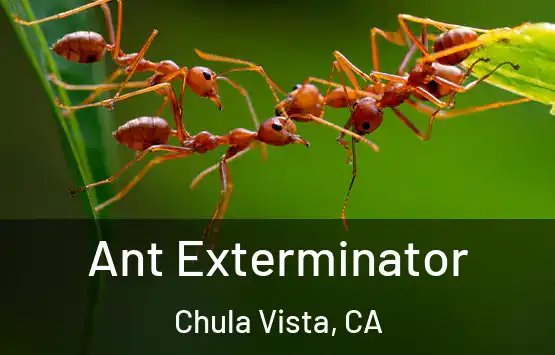  Ant Exterminator Chula Vista, CA