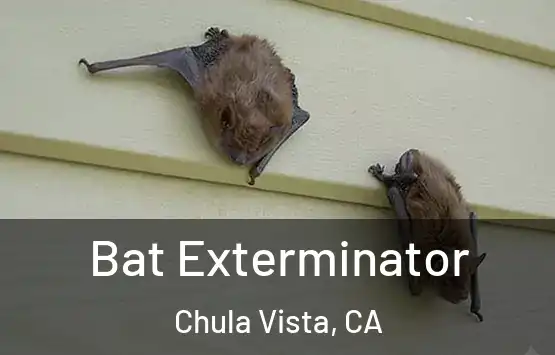  Bat Exterminator Chula Vista, CA