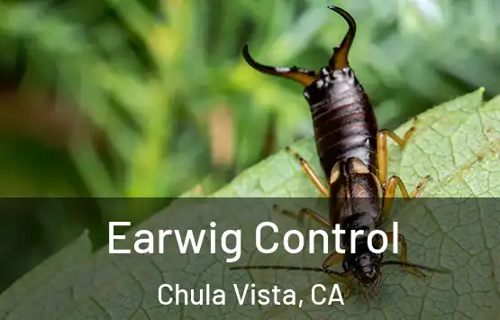  Earwig Control Chula Vista, CA