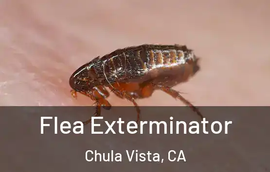  Flea Exterminator Chula Vista, CA