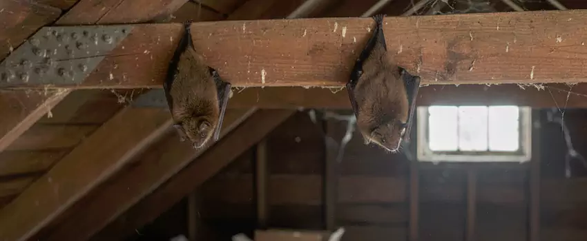 bat-exterminator in Chula Vista, CA