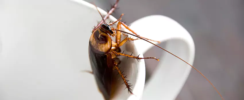 cockroach-treatment in Chula Vista, CA