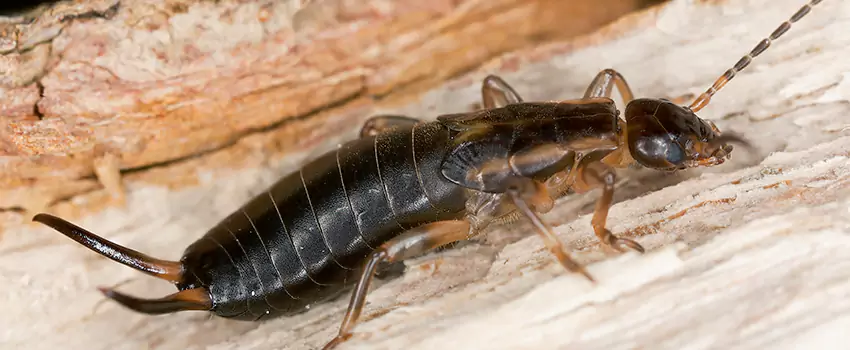 earwig-control in Chula Vista, CA