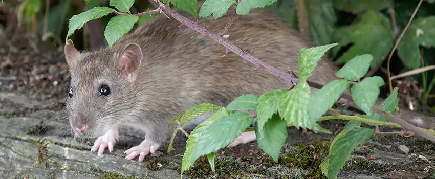 mice-control in Chula Vista, CA