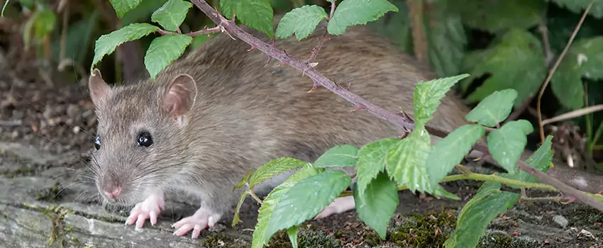 mouse-control in Chula Vista, CA