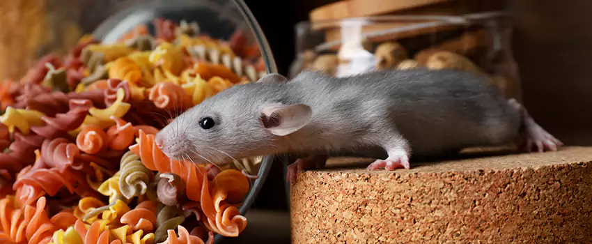 mouse-exterminator in Chula Vista, CA