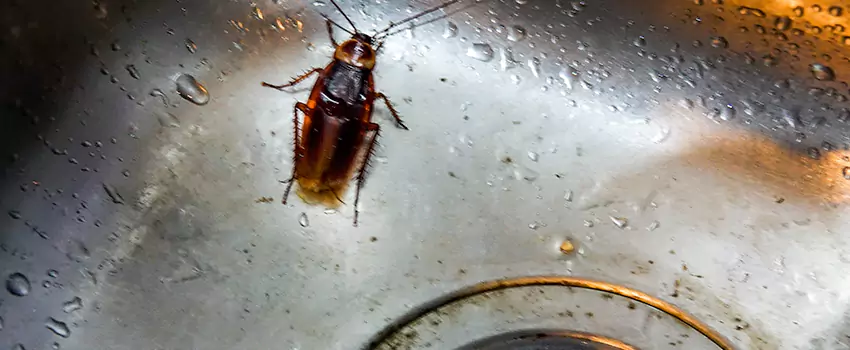 roach-control in Chula Vista, CA