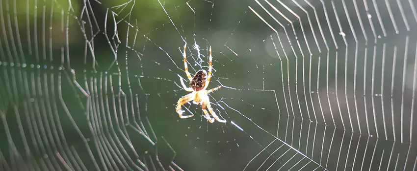 spider-pest-control in Chula Vista, CA