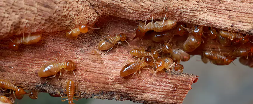 termite-treatment in Chula Vista, CA