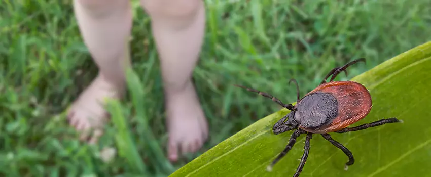 tick-treatment-for-yard in Chula Vista, CA