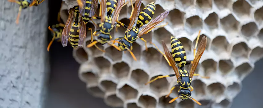 wasp-pest-control in Chula Vista, CA