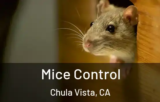 Mice Control Chula Vista, CA