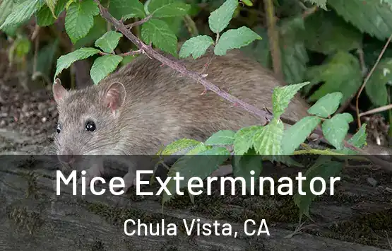  Mice Exterminator Chula Vista, CA