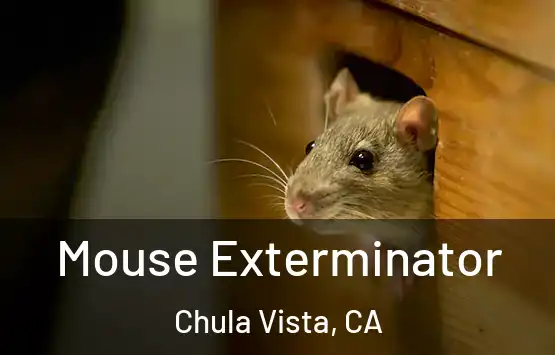  Mouse Exterminator Chula Vista, CA