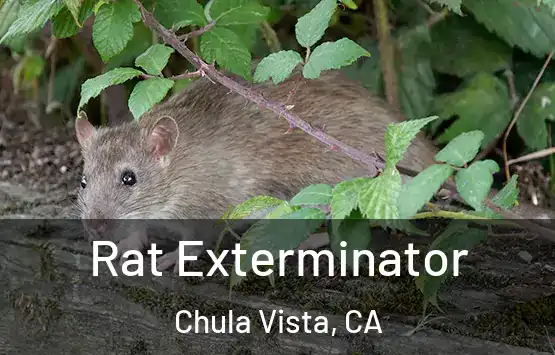  Rat Exterminator Chula Vista, CA