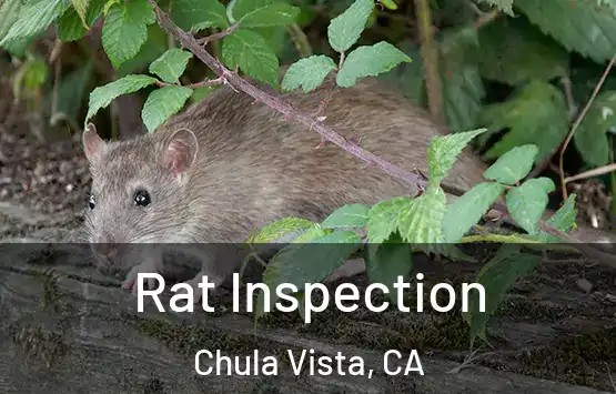  Rat Inspection Chula Vista, CA