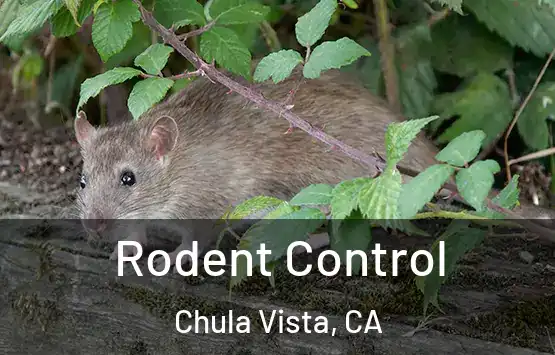 Rodent Control Chula Vista, CA