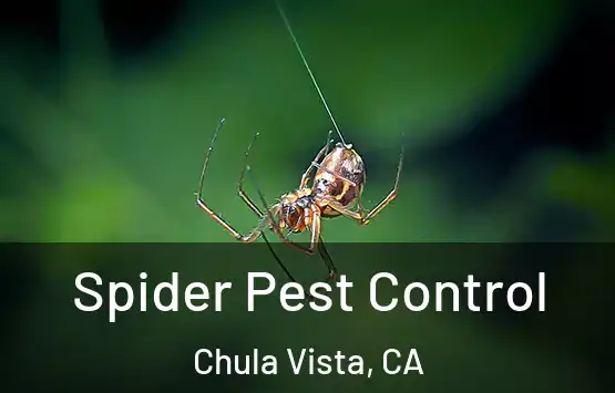  Spider Pest Control Chula Vista, CA