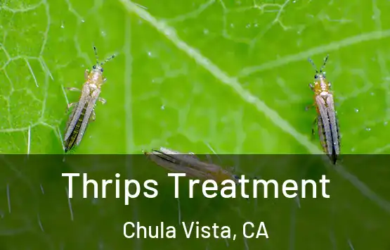  Thrips Treatment Chula Vista, CA