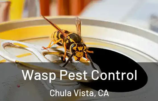  Wasp Pest Control Chula Vista, CA