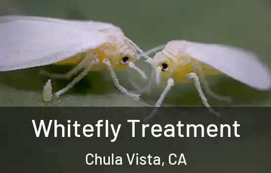  Whitefly Treatment Chula Vista, CA