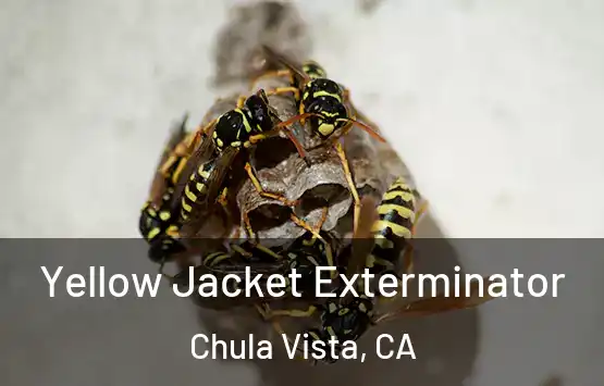  Yellow Jacket Exterminator Chula Vista, CA